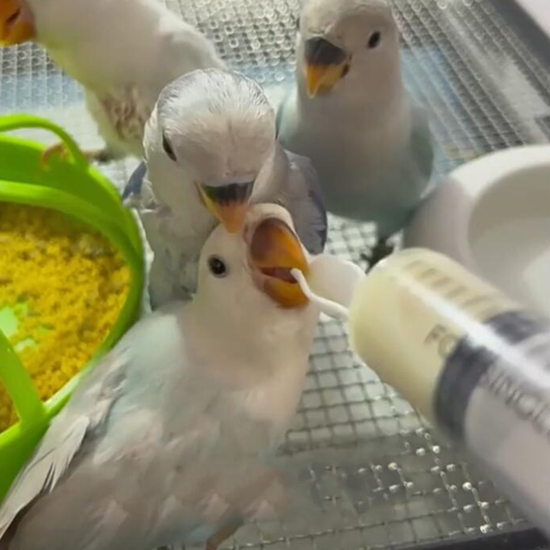 Mangeoire pour perroquet et calopsitte, seringue manuelle avec cuillère, outil pour animal de compagnie, bébés oiseaux, tubes d'alimentation, cuillères médicinales