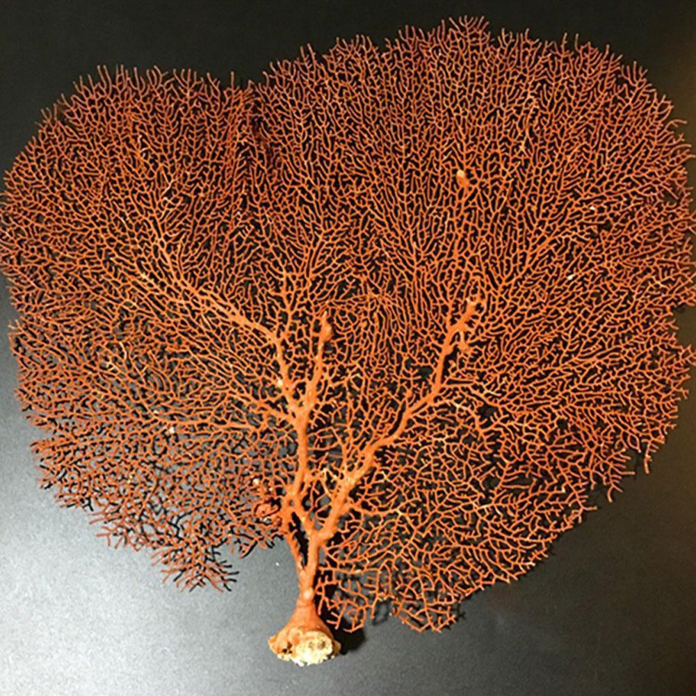 Natural Conch Shell Simulation Sea Willow Sea Tree Tree Decor Frame Branch Craft Landscaping Submarine Coral Coral Photo Ho U1X3