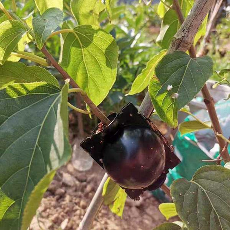 12 Pieces of Plant Root Growth Box Grafting, Plant Root Grafting, Suitable for Various Plant Replication Equipment (M)