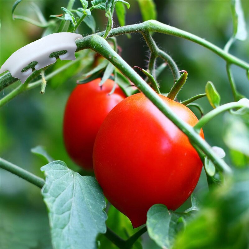 Pinzas de retención para plantas de vid, 50 Uds., pinzas para tomate, ramas de frutas, herramienta de soporte para trasplantar