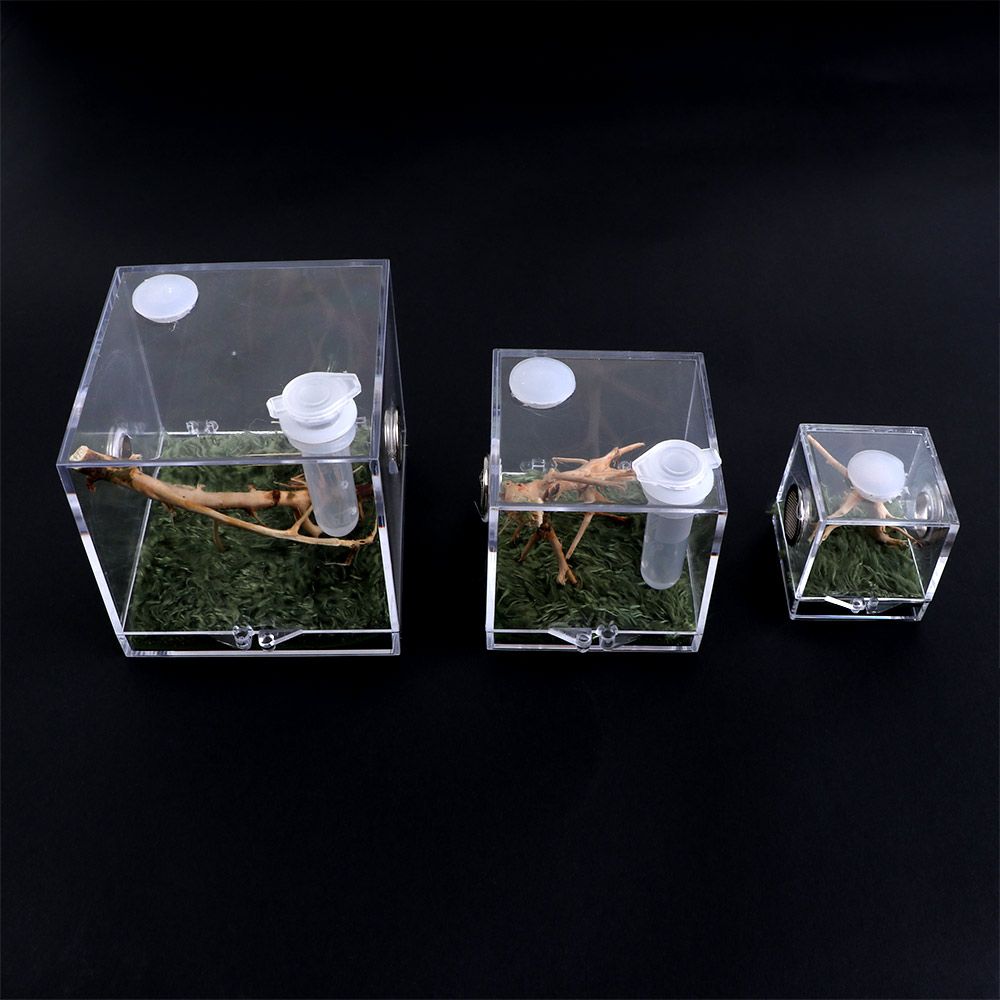 1 Set Ant Spider Small Insect Transparent Terrarium Reptile Breeding Box Assembled Eco Box with Top Feeding