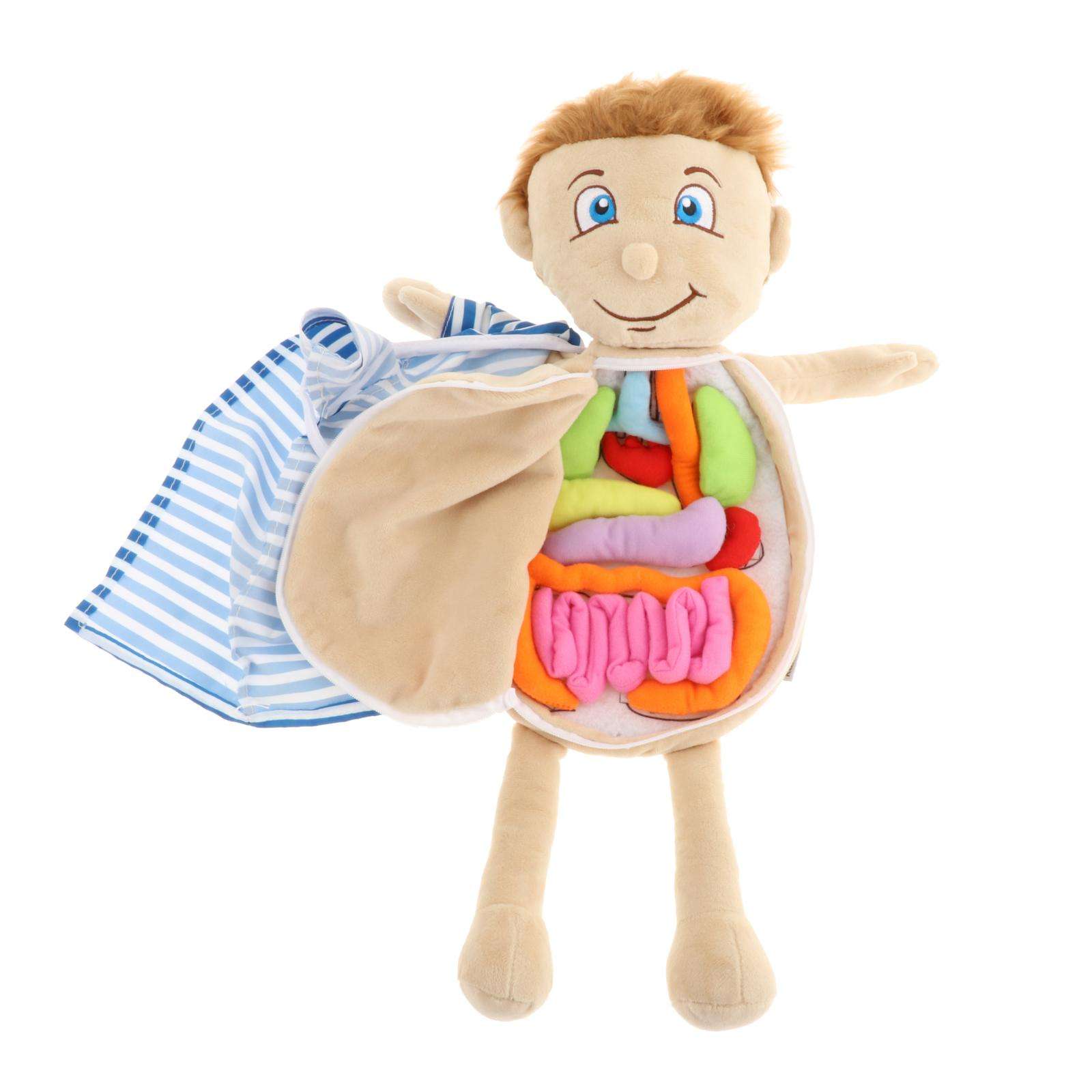 Modelo de anatomía del cuerpo humano, juguete de aprendizaje de ciencia, juguetes educativos para