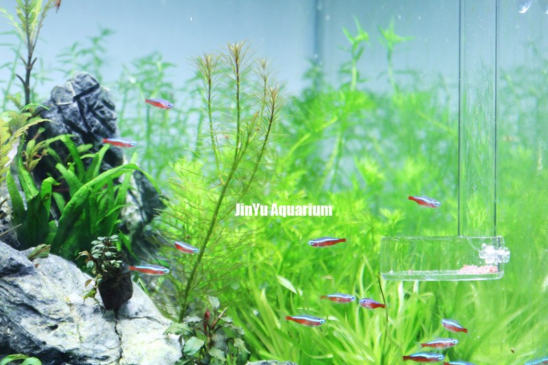 Red bee shrimp feeder long tube bottom fish arcylic aquarium fish marine coral reef tank