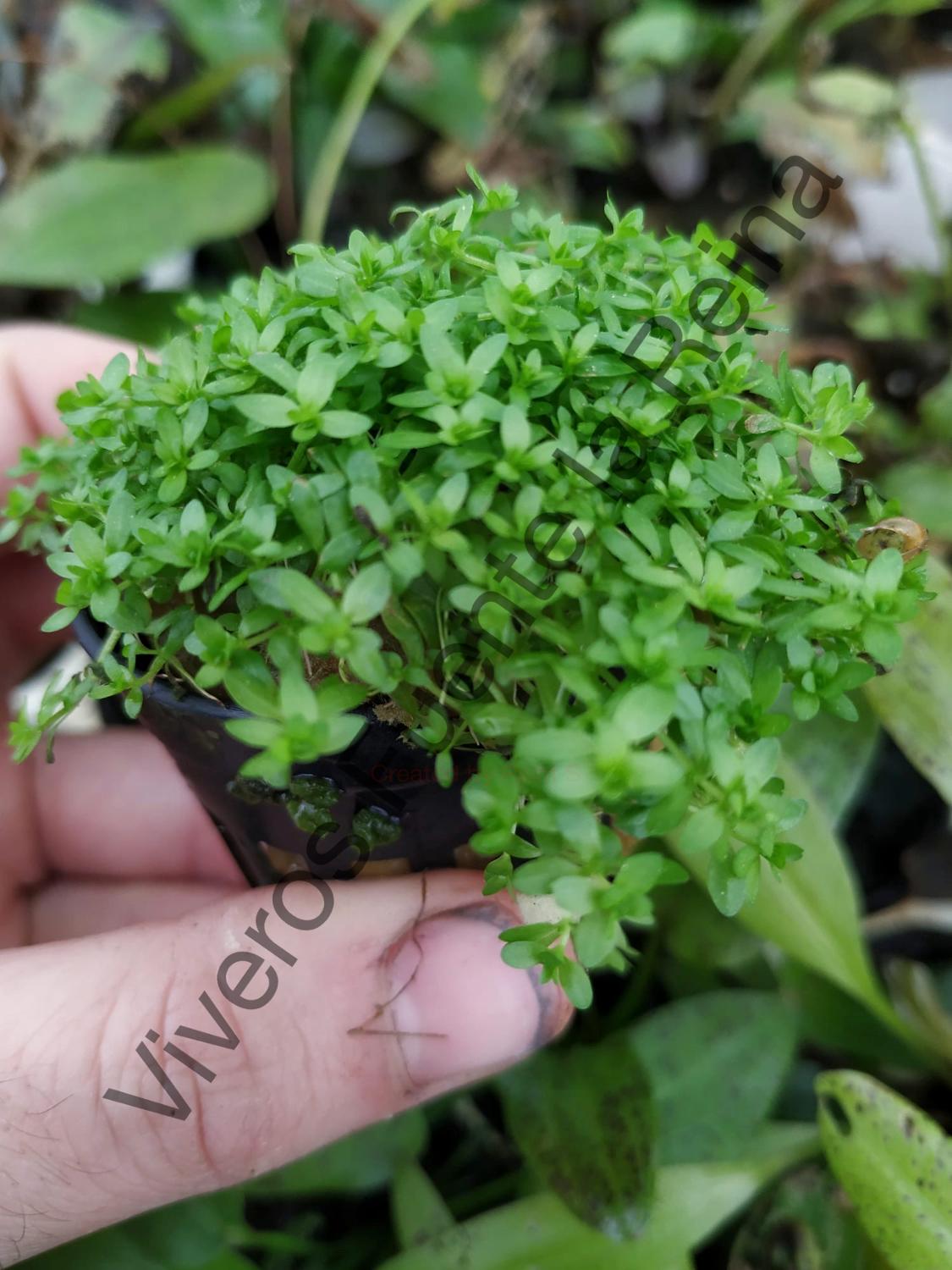 Planta para acuario. MICRANTHEMUM MICRANTHEMOIDES