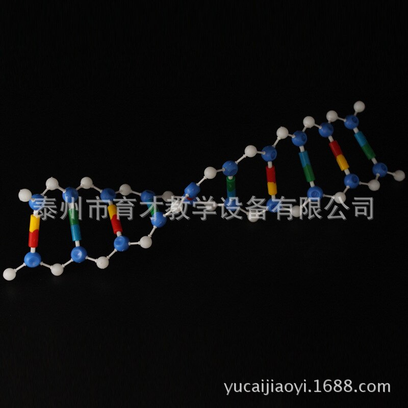 DNA Double Helix Structure Model Component Deoxyribonucleic Acid Genetics Teaching Aids