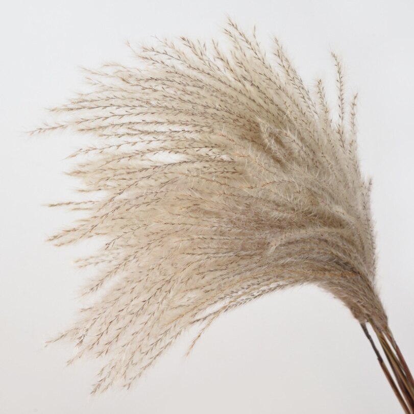 10Pcs Dry Dried Small Pampas Grass Flowers Pantas Artificiales Para Decoracion Real Plants Home Decor Wedding Decoration