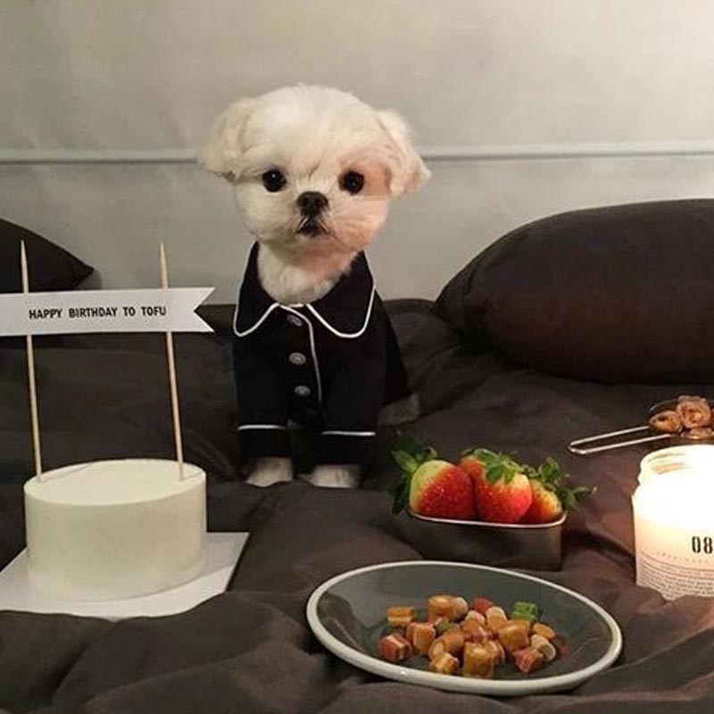 Pijamas de Bulldog Francés para mascotas, Ropa de para cachorros de Chihuahua, traje para perros pequeños y medianos, Ropa para mascotas