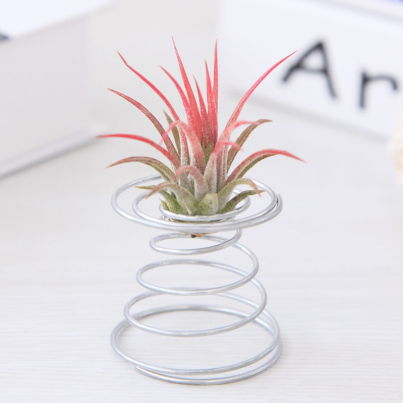 Air Plant Stand Airplant Container Tillandsia Houder Rvs Plant Display Rekken Air Ananas Base