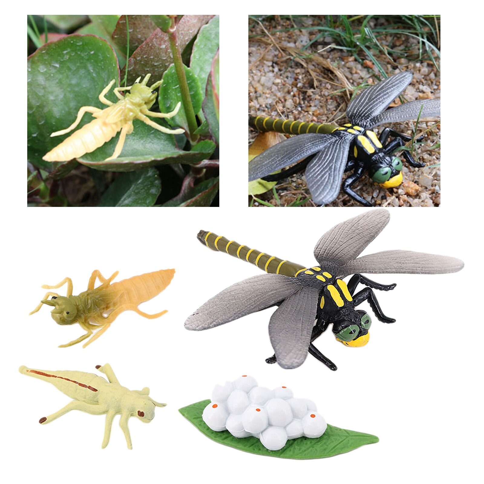 4 Stadia Levenscyclus Van Een Libel, Insecten Plastic Libel Speelgoed Figuur-Authentieke Hand Painted Model