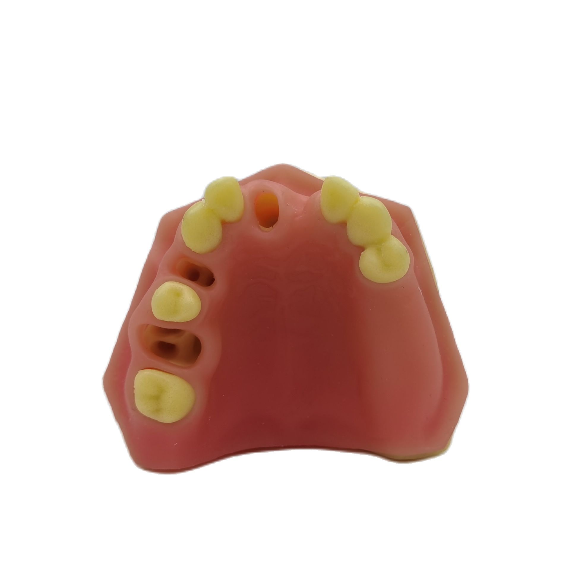 1PCS Dental Mandibular Demonstration Oral Model Implant Practice Maxillary Sinus Teaching Model Soft Gum Training Teeth model: P