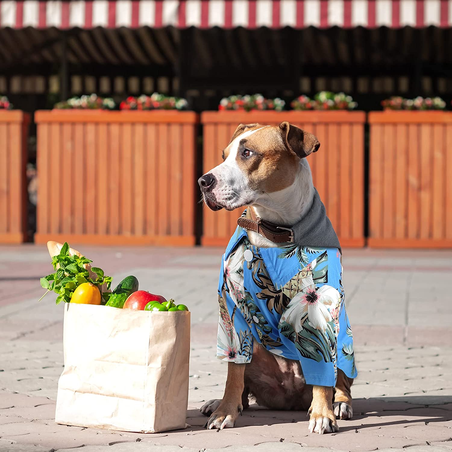 Camisetas hawaianas para perros y gatos, ropa con estampado de árbol de coco, traje para mascotas, 4 piezas