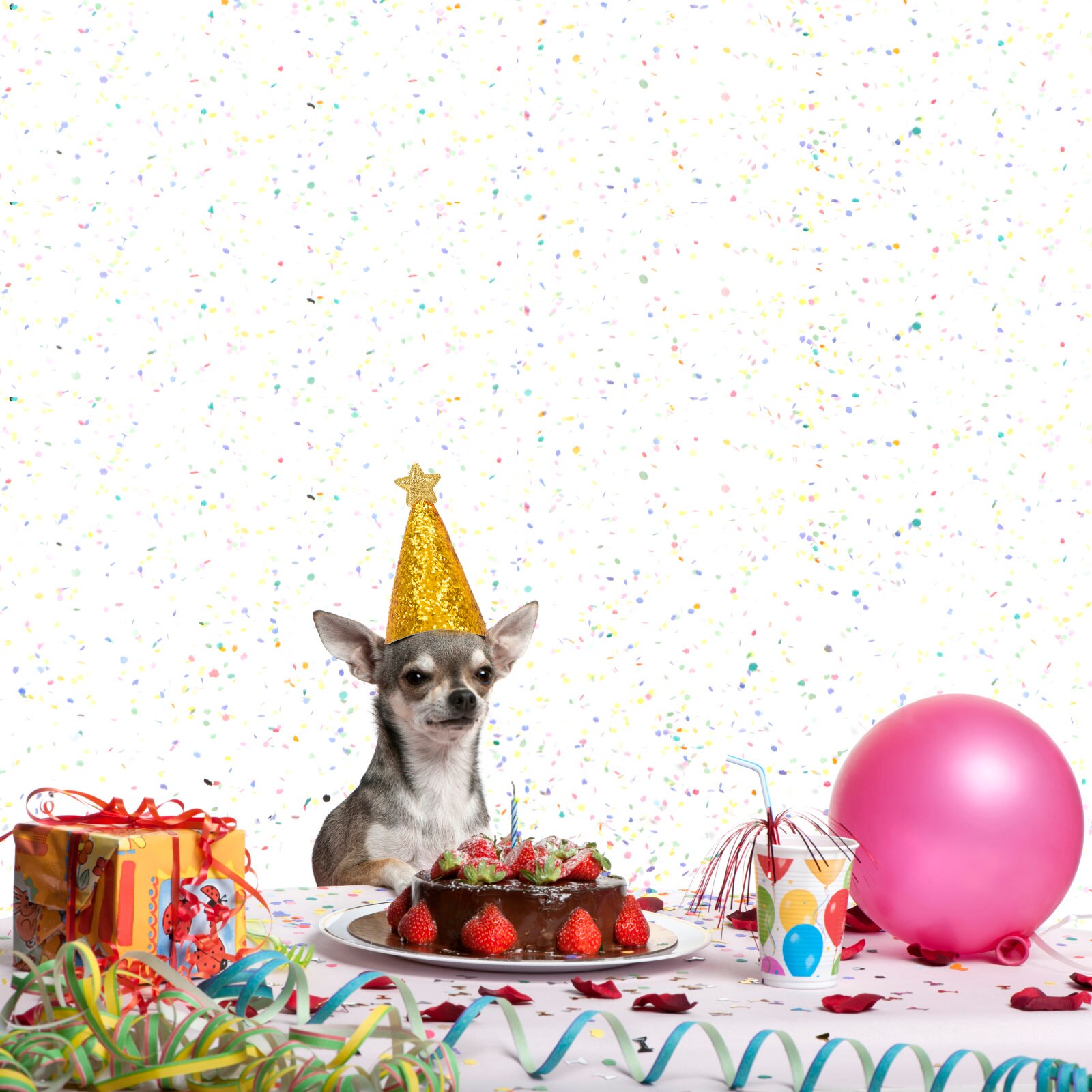 2 uds mascota cumpleaños sombrerería de gorras sombrero traje de de sombreros brillo lentejuelas sombreros con estrellas ropa para mascotas Ropa Accesorios