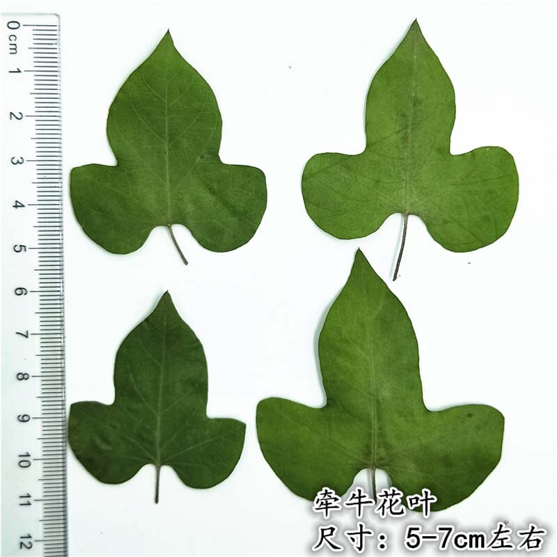 5-7CM/16PCS Morning glory leaves pressed flowers ，Real Plant Dry Press Leaves For DIY Craft Resin Jewellery,Bookmarks