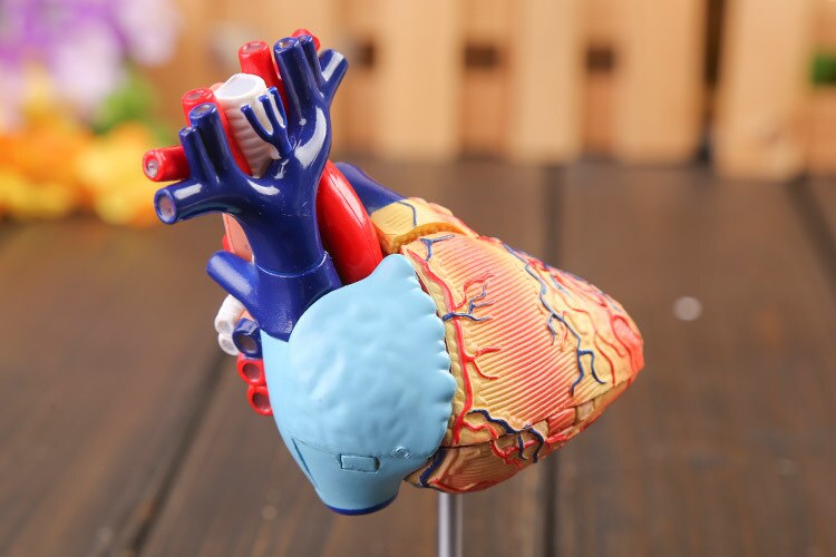 3d horen model gekleurde hart geassembleerd Menselijk Anatomie dimensionale model