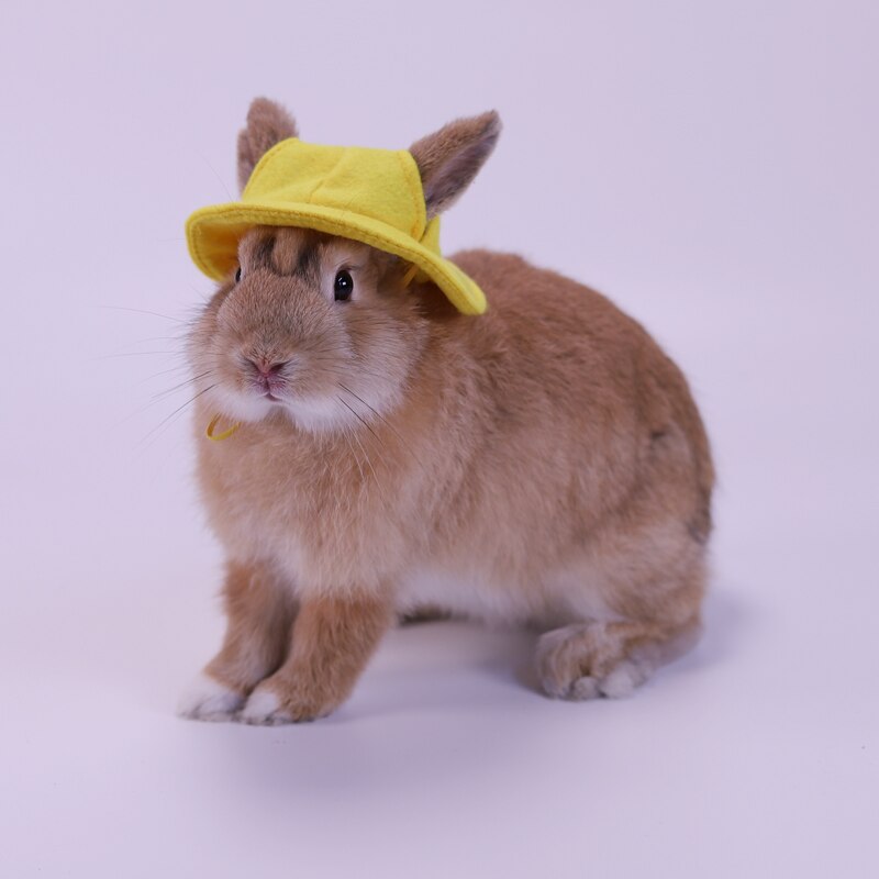 Casquette pour petits animaux, chapeau, vêtements pour animaux de compagnie, accessoires pour cochon d'inde, lapin, écureuil, Hamster, Rat, souris