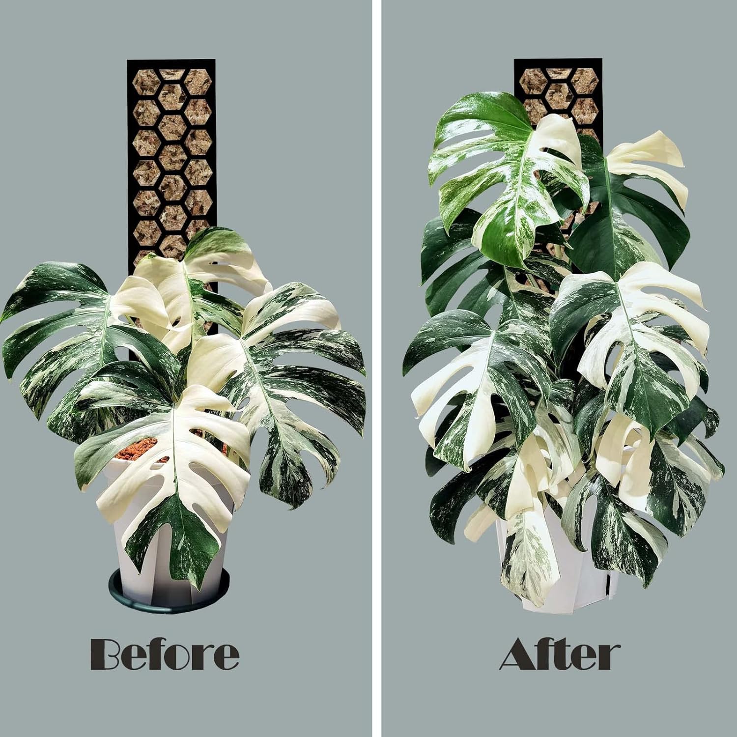 Plastic Mospaal 3-delige plantenstokken Uitschuifbaar voor het trainen van binnenklimplanten zoals Monstera om naar boven te groeien