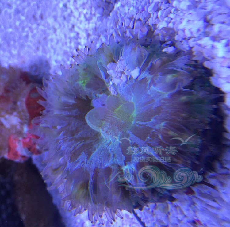 Akvarium lps koral feeder dækning beskytte braincoral trachyphyllia mad forhindre fisk marine akvarium