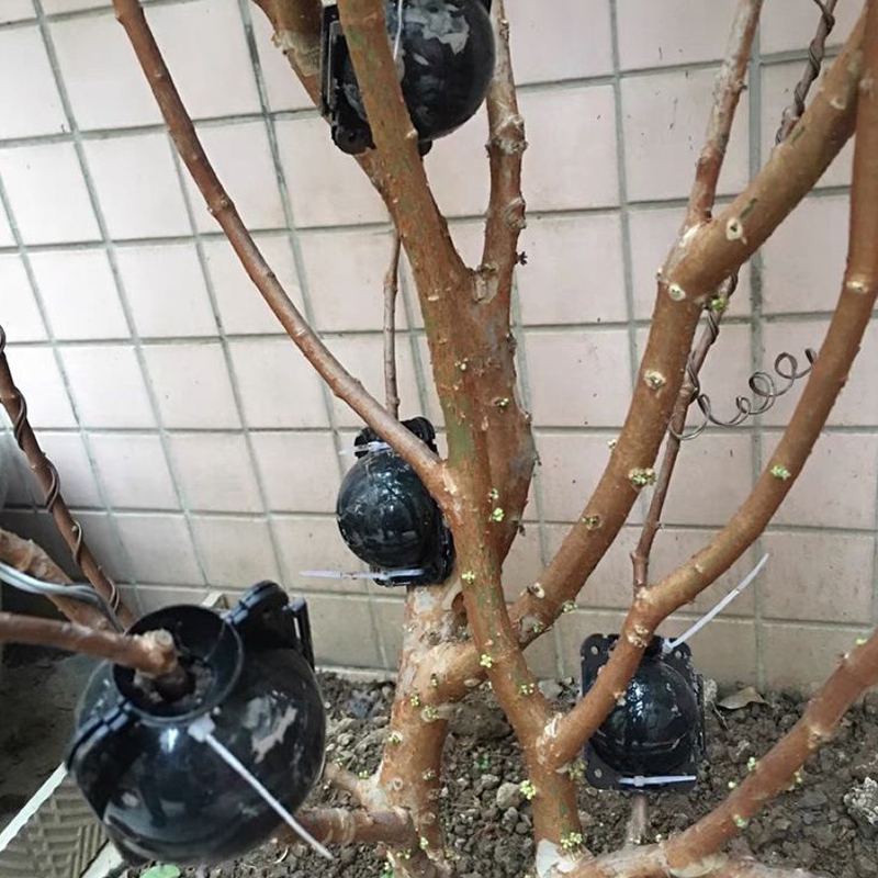 Boîte de culture pour racines de plantes, 5 pièces, boîte de culture pour racines de plantes de jardin