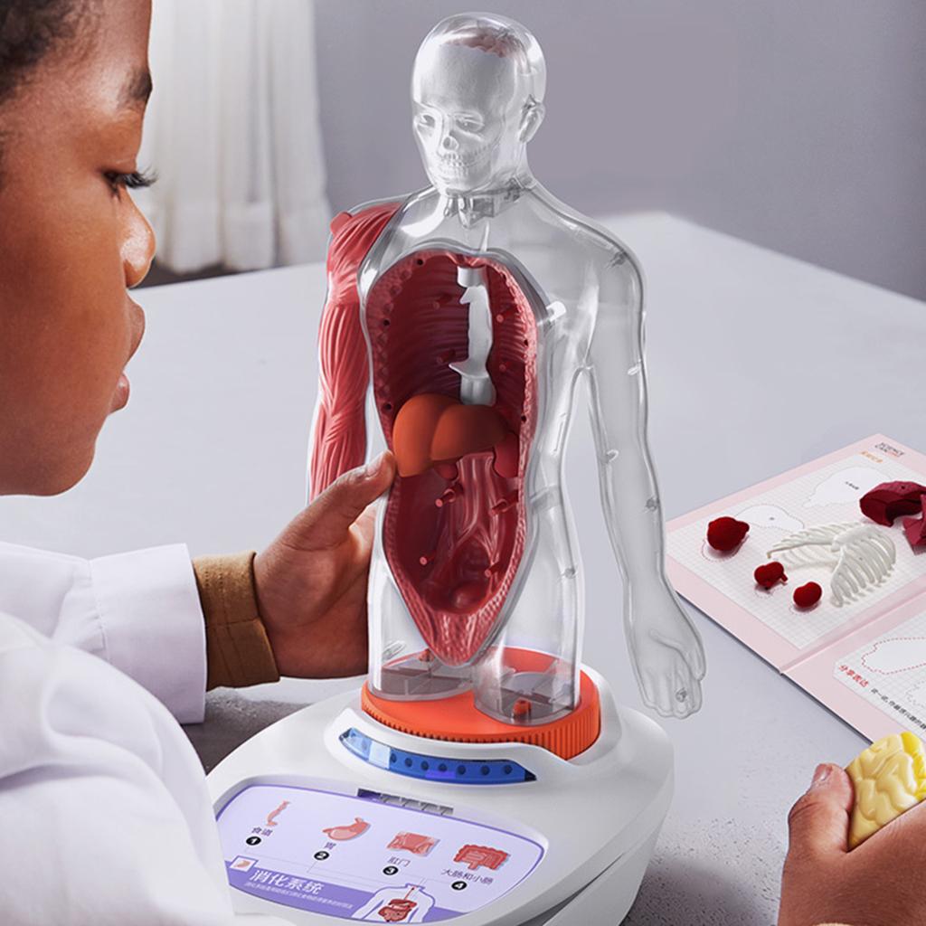 Plastic Human Torso Body Anatomy Model Realistic Learning Talking Children Kids