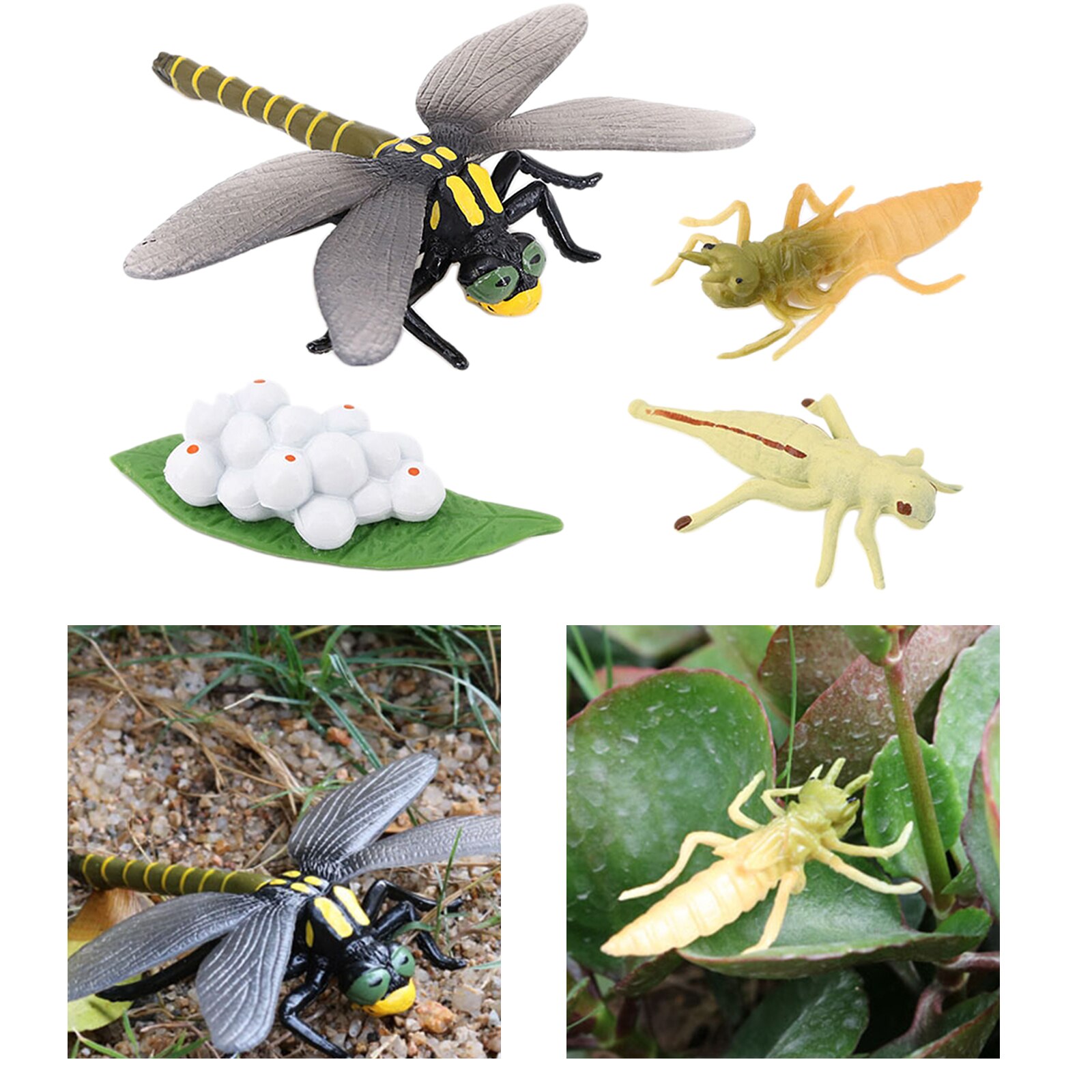 4 Stadia Levenscyclus Van Een Libel, Insecten Plastic Libel Speelgoed Figuur-Authentieke Hand Painted Model