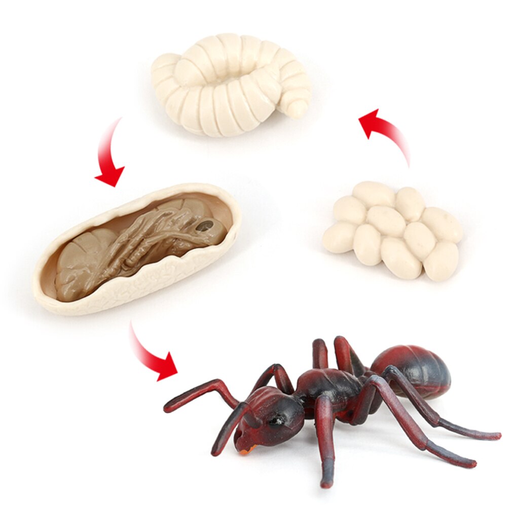 Ant Life Cycle Kit Realistic Exquisite Simulation Prop Educational Small Display Models Insect Toy for Home School: Default Title