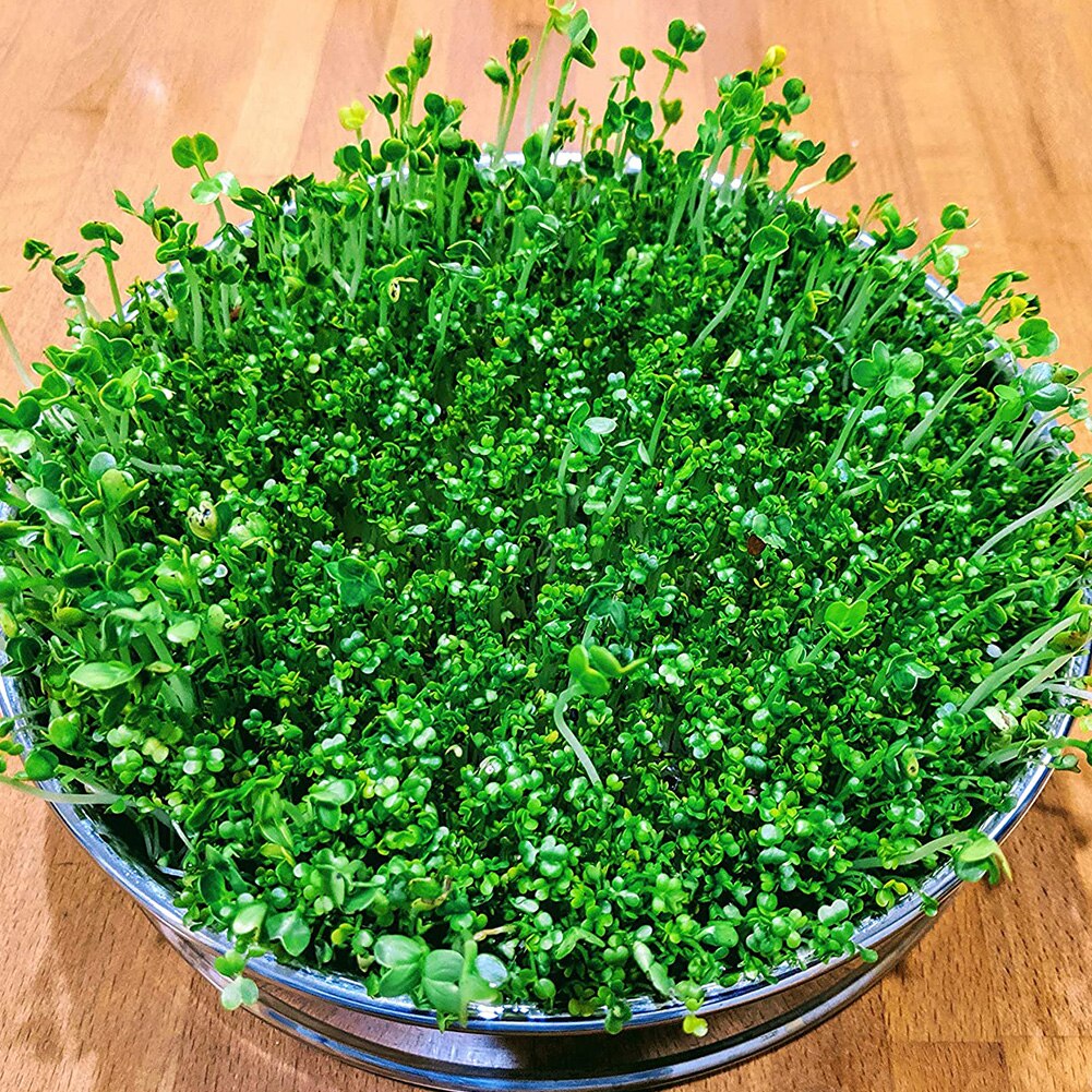 2PCS Stackable Seed Sprouting Tray Stainless Steel Germinator Germination Tray With Base Cover Lid Tier Mesh Sprouting Supplies