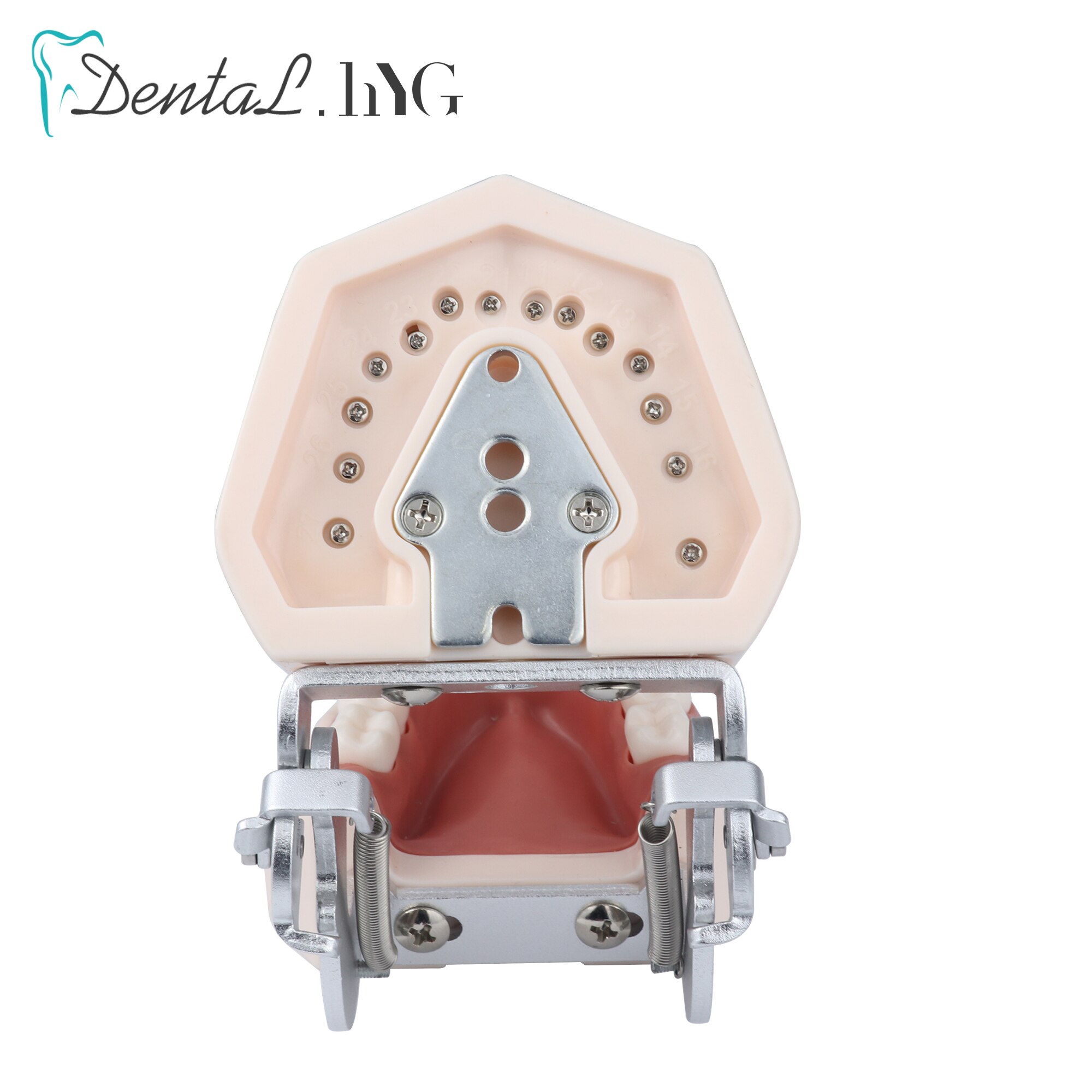 Dental model Teeth model gum teeth Teaching Model Standard Dental Typodont Model Demonstration With Removable Tooth 28Pcs