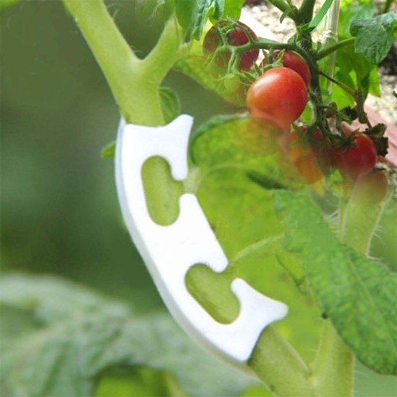 100 kpl kasvi viiniköynnöksen taimet vartetut kiinnityspidikkeet puutarha kukka tomaatti hedelmän oksat istutustukityökalu