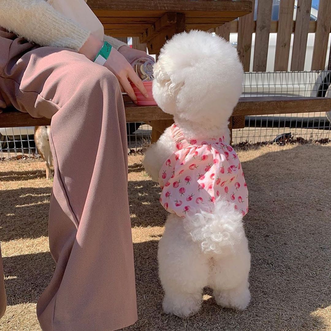 Luxury Dog Dresses for Small Dogs Printed Cute Short Dog Clothes Flexible Cotton Vestidos Para Perritas for Puppy Birthday Dress