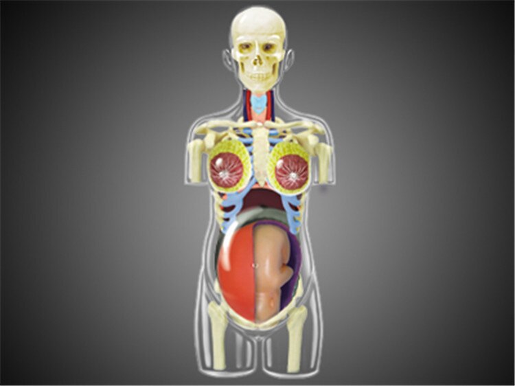 4D Doorschijnend Vrouwelijke ANATOMIE TORSO Body Vrouwen Zwangerschap Zwangere 41 Onderdelen Gemonteerd Menselijk Model Medische Schedel Skelet Oefenpoppen