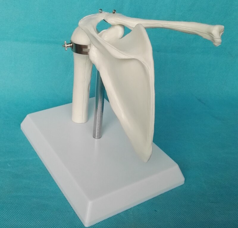 1: 1 shoulder joint model bones Teaching of skeleton medicine