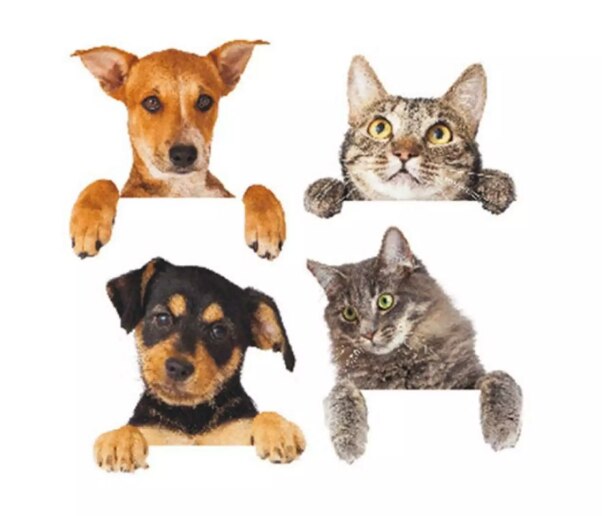 Cartoon Cat and Dog Switch Decoration Wallpaper Children's Room Home Decoration PVC Mural Decoration Wall Decal: Default Title