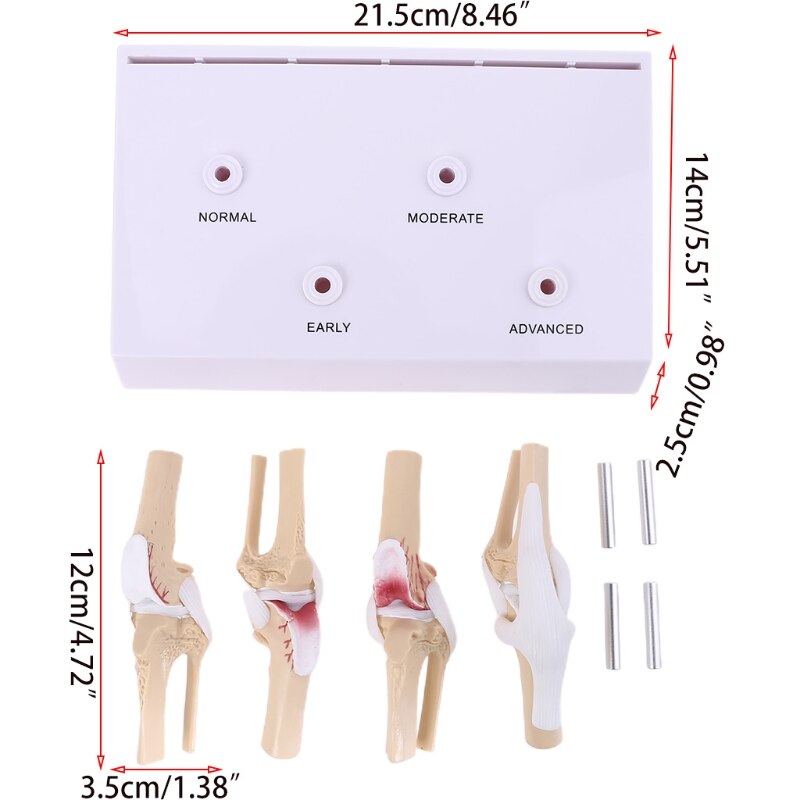 Animal Dog Canine Knee Joint Model Skeleton Veterinary Teaching Research Display