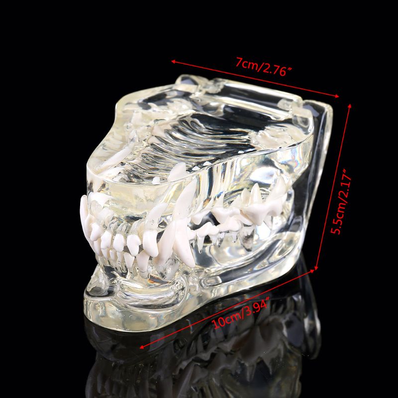 Transparante Hond Tanden Kaak Tand Model Anatomisch Onderwijs Demonstratie Veterinaire Canine