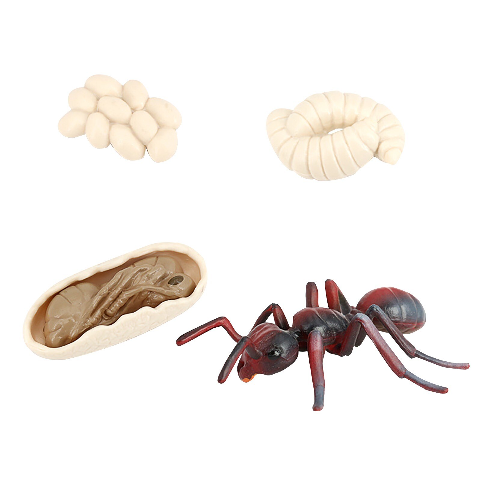 Animals Growth Cycle Life Cycle Model Set Frog Ant Mosquito Sea Turtle Simulation Model Action Figures Teaching Material: G