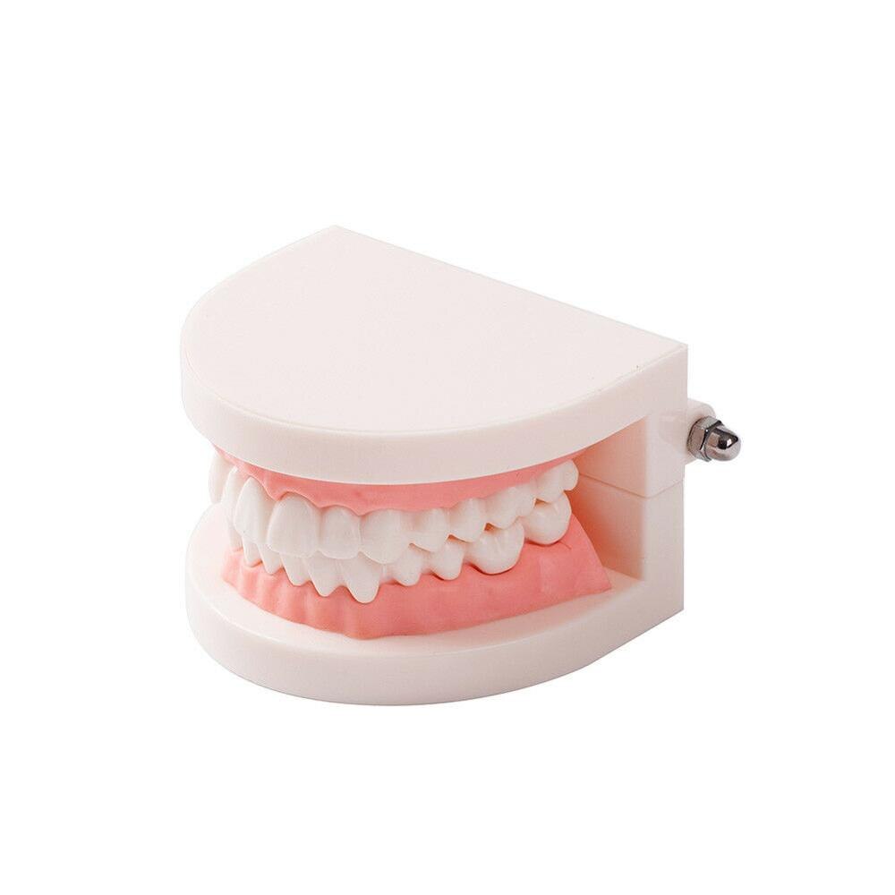 Dental Teeth Model Standard Teaching Learning Practice Typodont Demonstration Plastic Tooth Model EASYINSMILE
