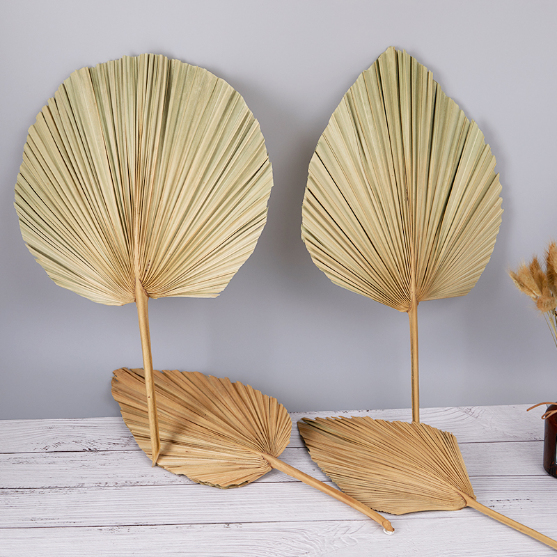 Palm Fan Leaf Dried Flower Palm Leaf Window Reception Party Art Wall Hanging Decoration Wedding Arch Arrangement