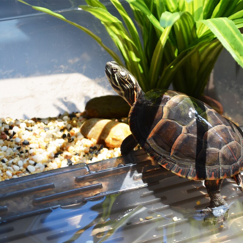 Turtle Cylinder with Drying Platform Extra Large Villa Amphibious Tank Household Brazilian Tortoise Turtle Special Cylinder