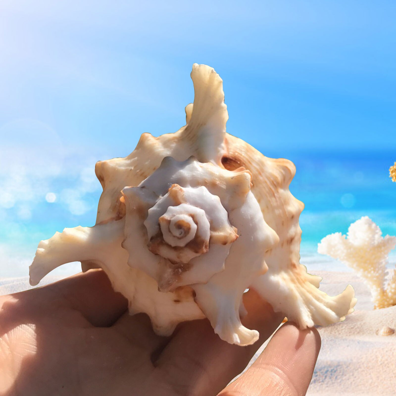 Sea Shell Plant Pots Conch Air Plant Holder Decorative Planter Flower Container Home Furnishing Garden Supplies