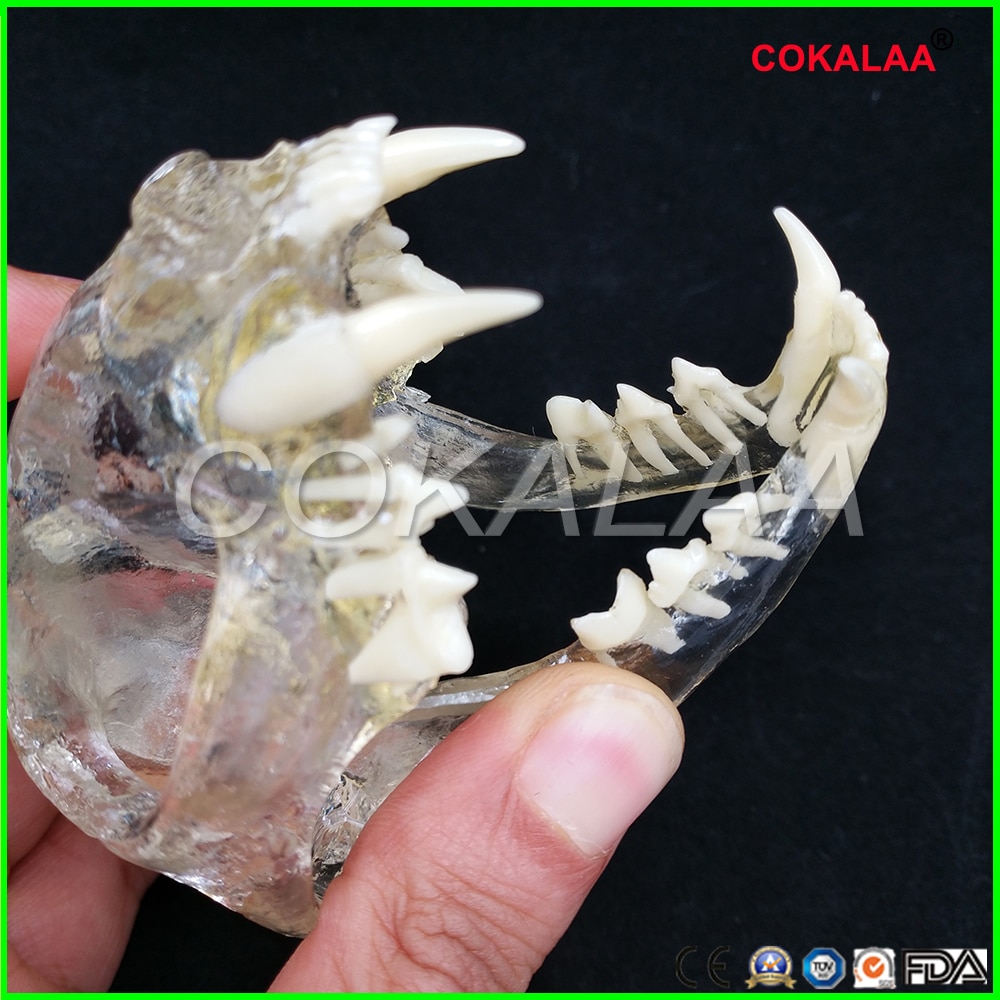 Teaching Dental Teeth Model Cat Model Catamount cat's teeth Cat Dentition Model