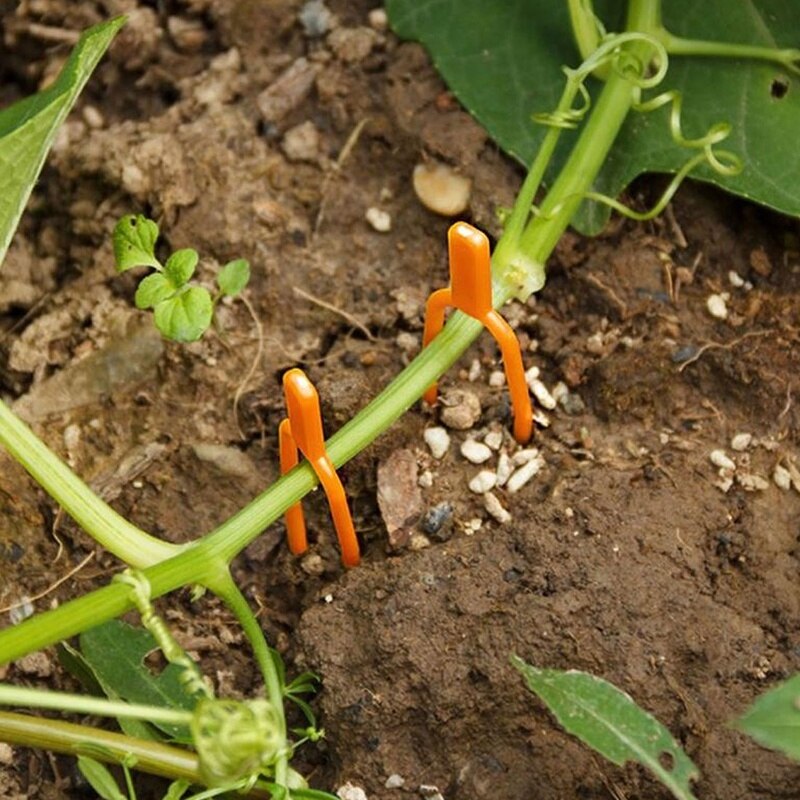 Plastic Plant Clips Bevestiging Bevestiging Klem Aardbei Landbouw Clip 50 Stuks