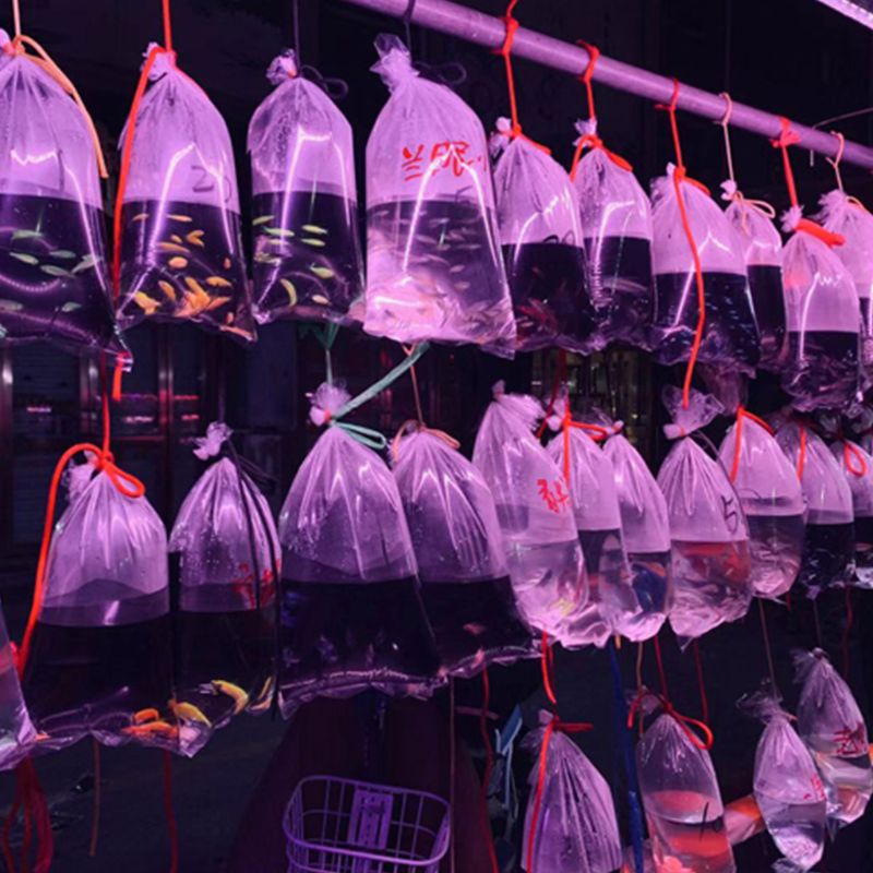 Sacs d'expédition en plastique étanches pour poissons vivants joint Double fond Transparent pour le stockage d'eau douce et d'eau salée