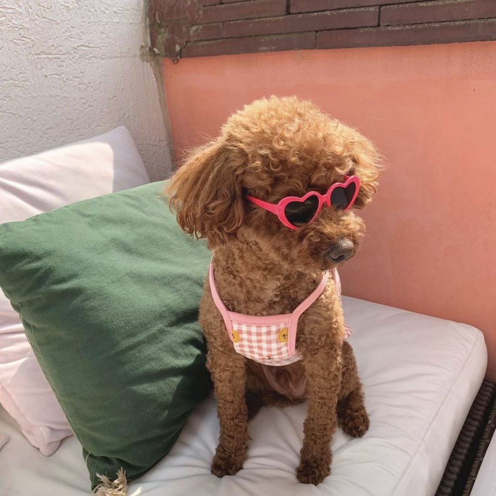 Kunststoff Haustier Accessoires Haustier Brille für kleine Katze Haustier Produkte Katze Auge-tragen Haustiere Party Dekor Katze Brille Katze Sonnenbrille