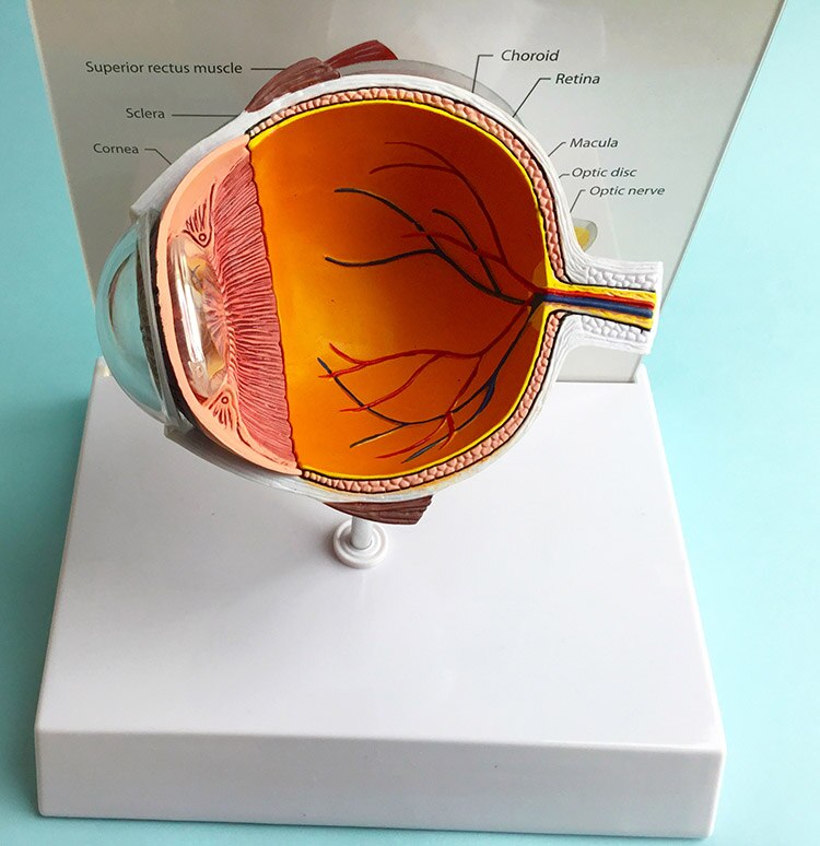 PVC Human Eye Structure Hemisphere Model Human Eye Anatomy Anatomical Eye Model with English Instructions 18X15X18CM