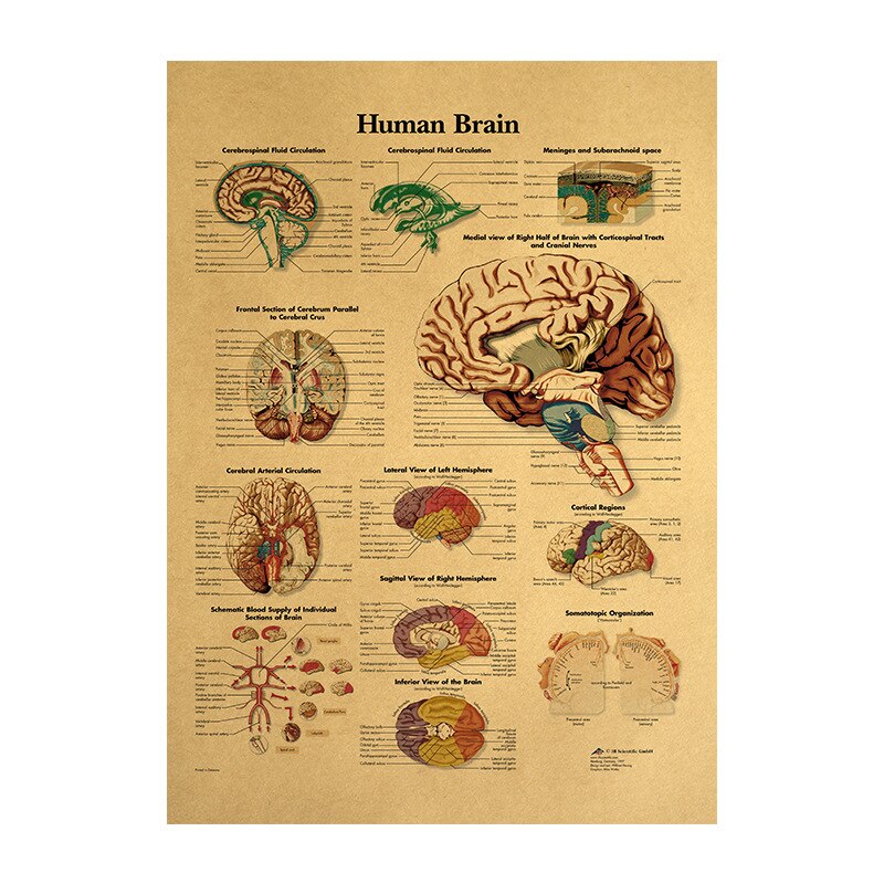 Illustrazione del corpo umano-tessuto muscolare carta kraft poster retrò aula museo pittura decorativa poster e stampe: A004