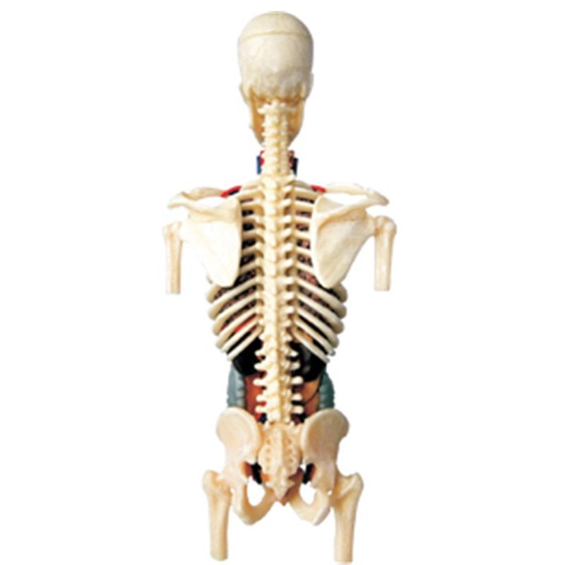 1:6 torso modell menneskelig halvkropp indre organer anatomi visceral nyre modell xxfe
