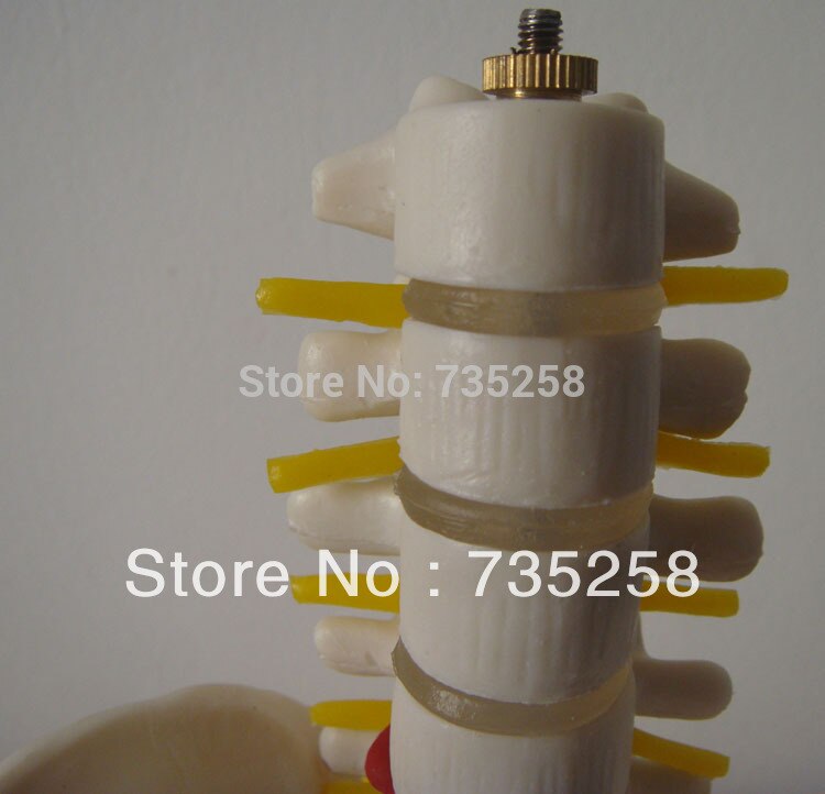 Half-size bekken met 5 stks lendenwervels, bekken model, mini lumbale met bekken modellen