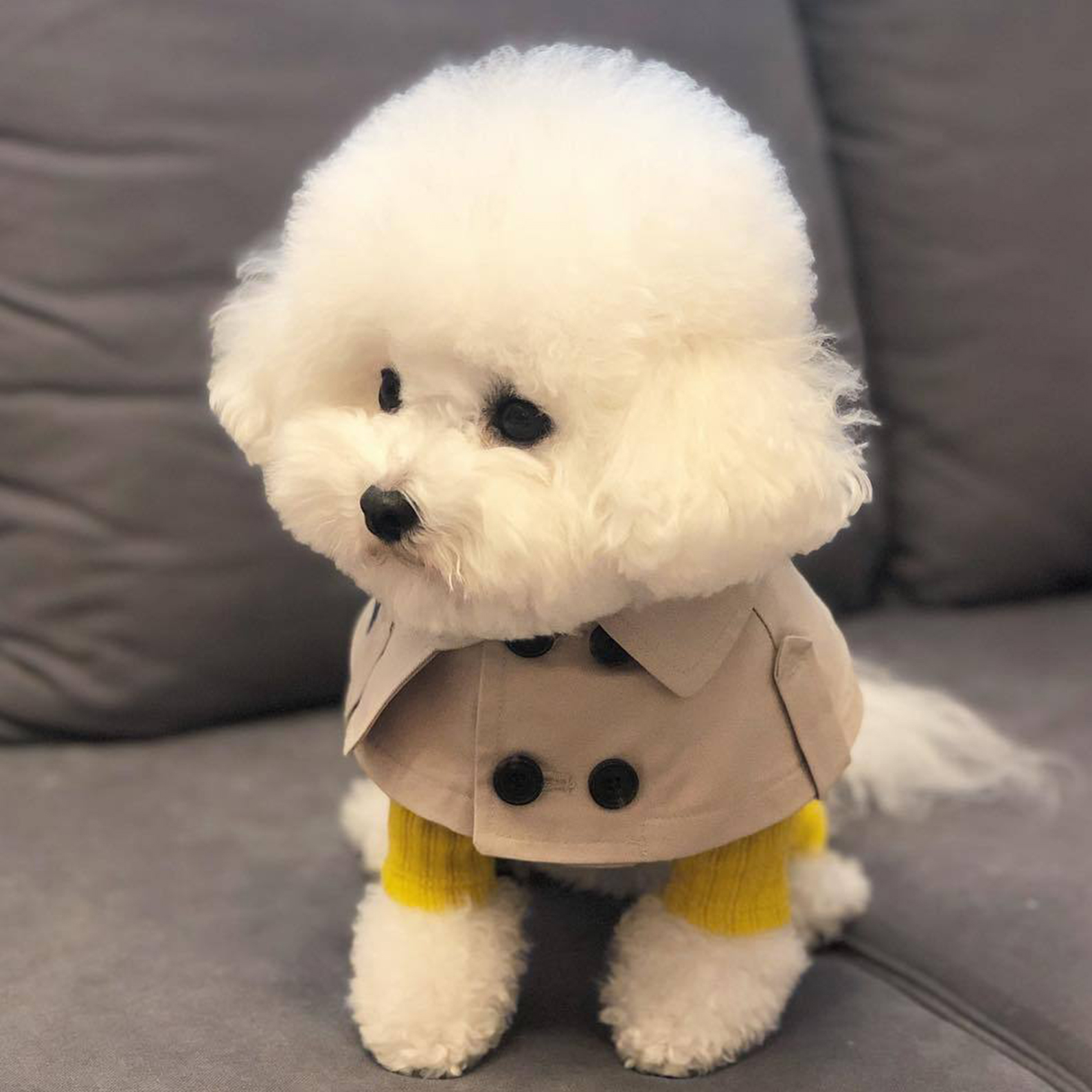 Teddy bichon lov kampstropper håndklæde hundehalsbånd hund vindjakke kappe