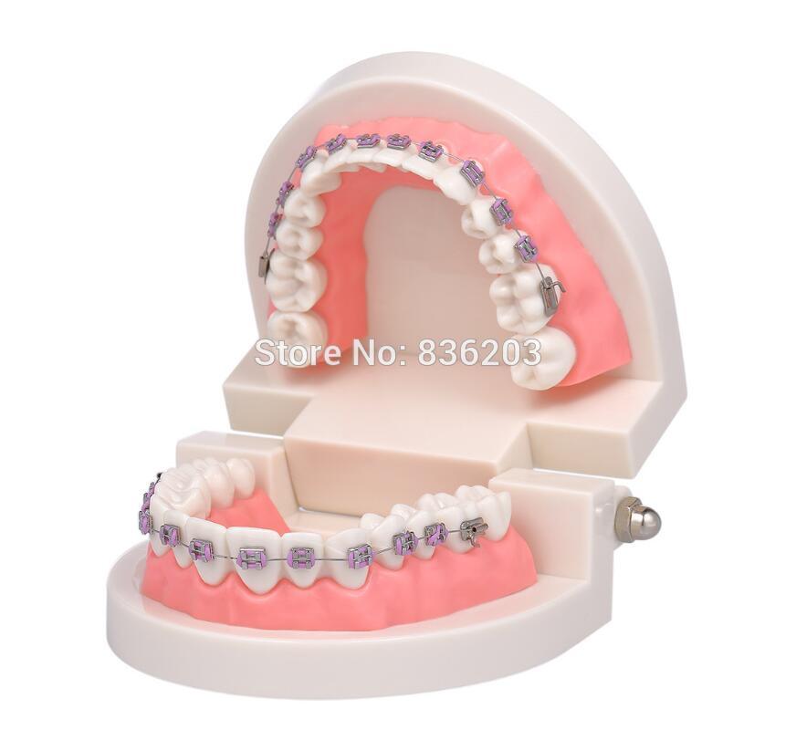 Équipement de laboratoire dentaire blanchiment des dents orthodontique dentiste humain Standard anatomique crâne squelette étude d'enseignement modèle de brossage