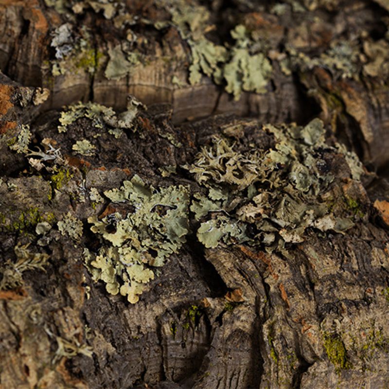 Reptile Climbing Cork Bark Natural Wood Habitat Lizard Spider Pet Hiding Place